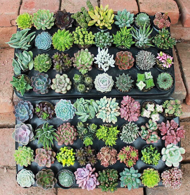 Succulents Monthly box