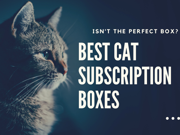 best cat subscription box