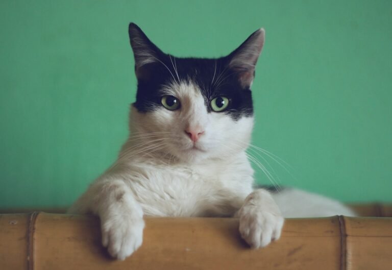 Cat Subscription Box