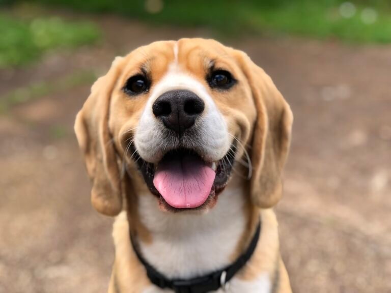 Dog Subscription Box